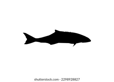 Cobia Fish Silhouette, also known as black kingfish, black salmon, ling, lemonfish, crabeater, prodigal son, codfish, and black bonito. Vector Illustration