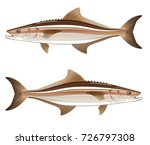 Cobia game fish vector illustration