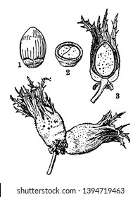 También se denomina nuez de avellano perteneciente a la especie corylus avellana vintage line dibujo o ilustración de grabado. 