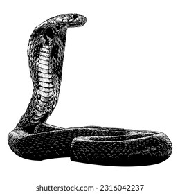 cobra hand drawing vector isolated on white background.
