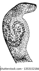 Cobra Head are venomous snakes of the familys Elapidae of several genera, vintage line drawing or engraving illustration.