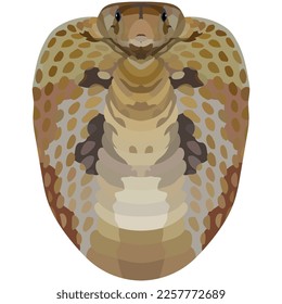 Cobra. Illustration of a poisonous snake. Bright Portrait is depicted on a white background. Vector graphics. Animal logo