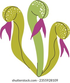 Cobra Plant carnivorous plant vector illustration in isolated white background