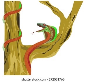 Cobra poisonious snake on tree illustration. All details clearly drawed. Isolated on white