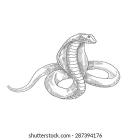 King Cobra Snake Drawing のイラスト素材 画像 ベクター画像 Shutterstock