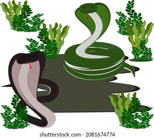 cobra snake cartoon  neck spreading  in the meadow vector illustration