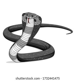 Cobra Snake Vector, detailed animal vector isolated on blank background