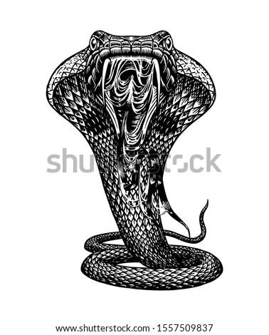 Cobra snake in Vintage style. Serpent or python or poisonous viper. Engraved hand drawn old reptile sketch for Tattoo, sticker or logo or t-shirts. Stock photo © 
