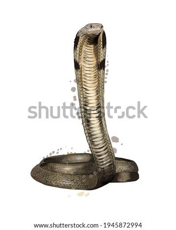 Cobra from a splash of watercolor, colored drawing, realistic. Vector illustration of paints