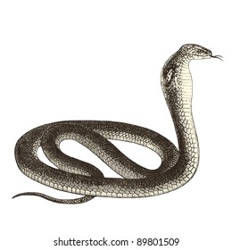 Cobra - vintage engraved illustration - "Cent récits d'histoire naturelle" by C.Delon published in 1889 France