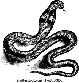 Cobras are high poisonous snakes from Elapidae family, vintage line drawing or engraving illustration.