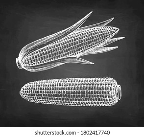Cobs of corn. Chalk sketch of maize on blackboard background. Hand drawn vector illustration. Retro style.