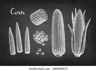 Cobs of corn, grains and cornlets. Chalk sketch of maize on blackboard background. Hand drawn vector illustration. Retro style.