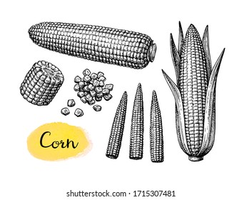 Cobs of corn, grains and cornlets. Ink sketch of maize isolated on white background. big set. Hand drawn vector illustration. Retro style.