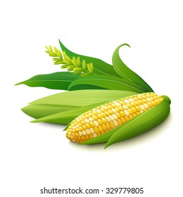 Cobs of yellow corn with white grains, male inflorescence, green leaves and husk. Isolated on white background. Realistic vector illustration.