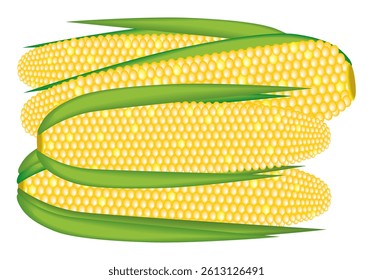 Cobs of yellow ripe corn isolated on white background. Vector corn, popcorn.
