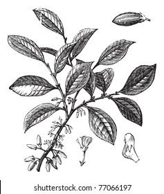 Cocaine Or Coca Or Erythroxylum Coca, Vintage Engraving. Old Engraved Illustration Of A Cocaine Plant Showing Flowers. Trousset Encyclopedia