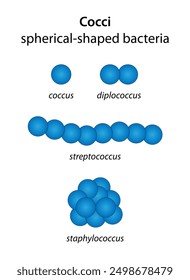 Cocci: Spherical-shaped bacteria (coccus, diplococcus, streptococcus, staphylococcus)