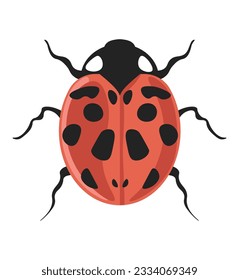 Coccinella septentunctata o ladybird o ladybug de siete puntos, escarabajo aislado con puntos en el cuerpo, piernas y patrón colorido. Bugs e insectos de la naturaleza y el desierto. Vector en ilustración de estilo plano