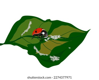 Coccinellidae It is an insect that eats pests.