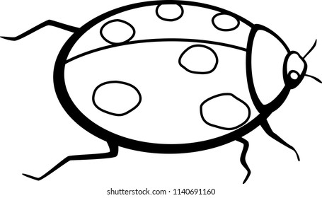 coccinellidae ladybug beetle