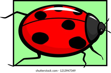 coccinellidae ladybug bettle