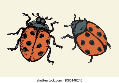 Coccinellidae on white backdrop. Dark orange ink color hand drawn picture logo sketchy in art retro scribble style. Closeup macro detail view with space for text