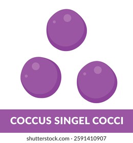 Coccus morphology Cocci Shape Illustration