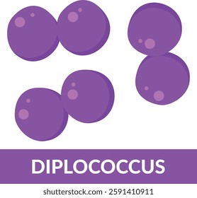 Coccus morphology Diplococcus Shape Illustration