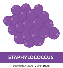 Coccus morphology Staphylococcus Shape Illustration