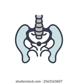 Coccyx Anatomy Diagram for Educational Reference