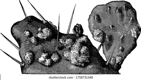 Cochineal, Coccus Cacti(now known to be an unrelated scale insect of the separate, large family Margarodidae), on a cactus, vintage line drawing or engraving illustration.