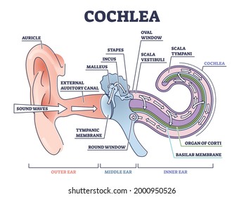 Cochlea ear anatomical structure with organ parts description outline diagram. Biological or medical sensory system example with outer, middle and inner sections vector illustration. Physiology scheme