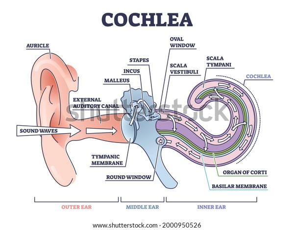 Cochlea ear anatomical structure with organ parts\
description outline diagram. Biological or medical sensory system\
example with outer, middle and inner sections vector illustration.\
Physiology scheme
