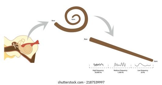 Ilustración del mapa de frecuencias coclear. Base a la frecuencia de apex. 