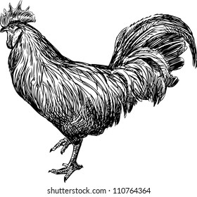 Cock