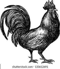 Cock