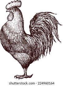 Cock