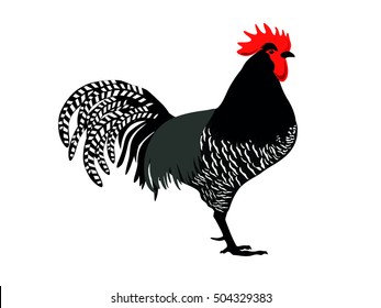 cock