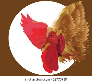 cock