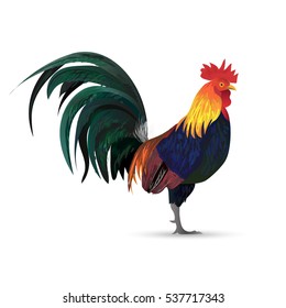 cock