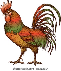cock