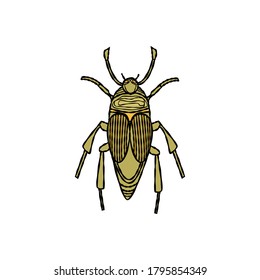 Cock chafer, may bug - hand drawn vector illustration isolated on white.