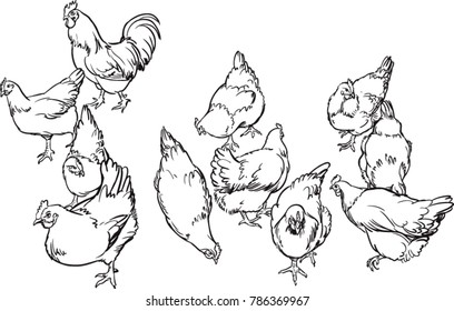 cock and chicken
