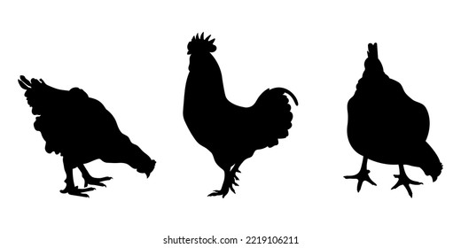 cock, cockerel, rooster, bantam, chicken, hen, chick standing position, different pack of bird silhouettes, isolateds vector