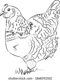 cock drawing icon with black pencil