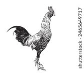 cock fighting hand-drawn etching ink drawing. Engraving of chicken.vector illustration.