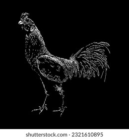 cock hand drawing vector isolated on black background.