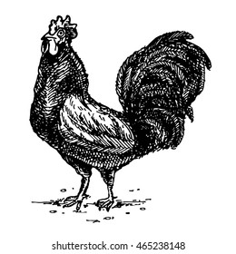 Cock. Hand drawn cock. Cock isolated. Cock icon. Sketch cock. Rooster icon. Hand drawn rooster. Cartoon rooster. Drawn bantam. Hand drawn vector stock illustration. Black and white whiteboard drawing.