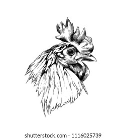 cock head in profile, sketch vector graphics monochrome illustration